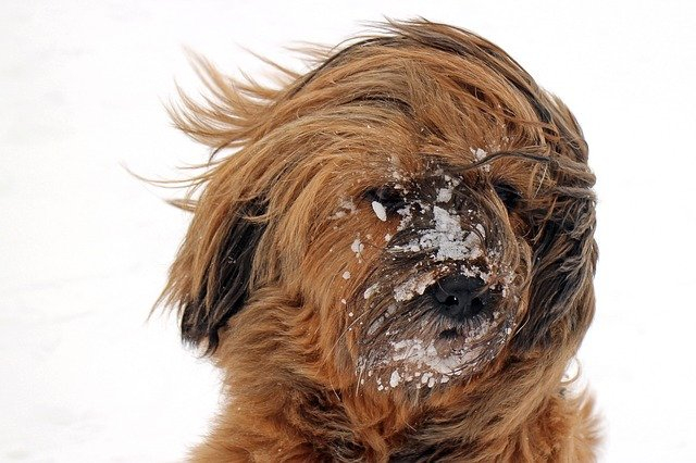 На Мурманскую область надвигаются сильный ветер и снег Собака