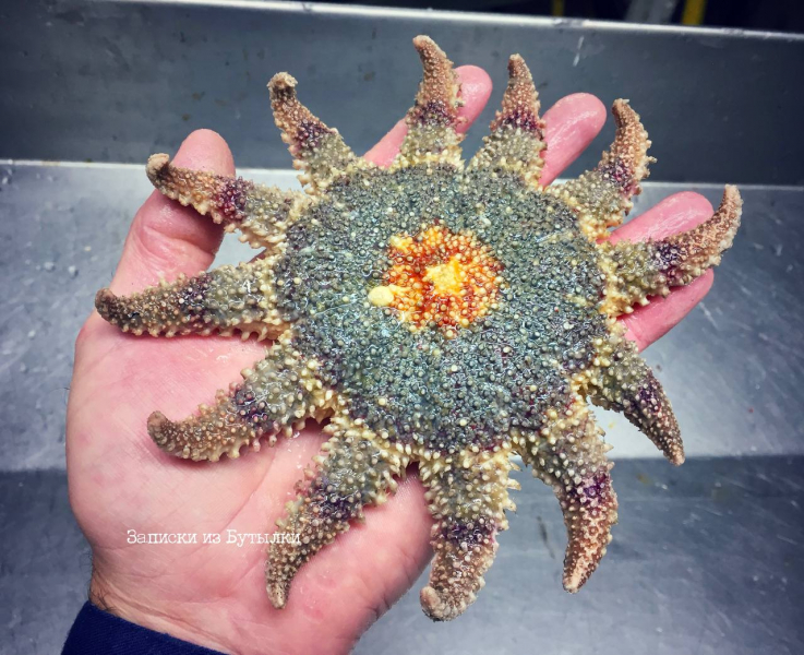 Морской каннибал попал в объектив мурманчанина Морская звезда