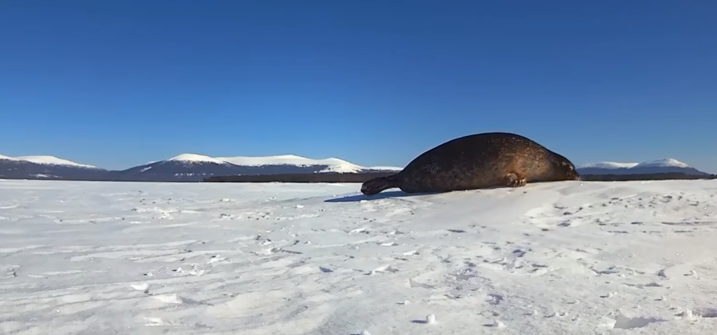 Тюлень