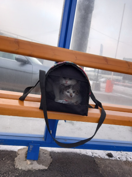 На остановке в Мурманске бросили котят Котята