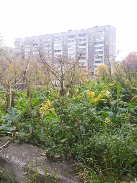 Опасное растение Борщевик