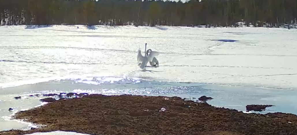 Шоу животных сняли на видео в Мурманской области Лебеди