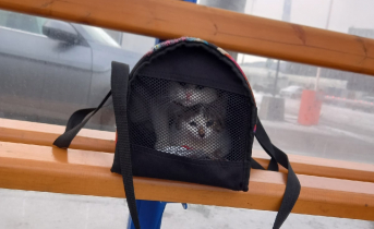 На остановке в Мурманске бросили котят Котята