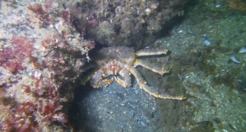 Удивительный подводный мир Мурманской области попал на видео Краб
