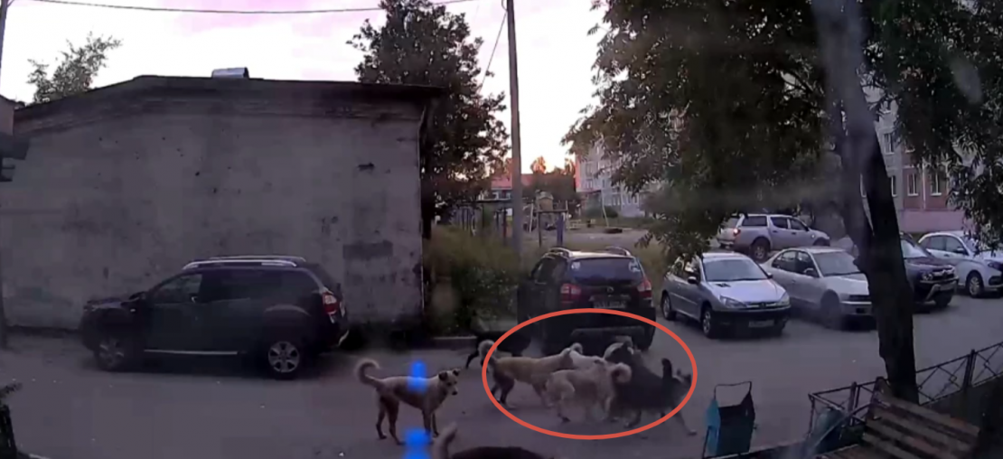 Зверская жестокость в центре города напугала северян в Мурманской области Агрессивные собаки