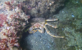 Удивительный подводный мир Мурманской области попал на видео Краб