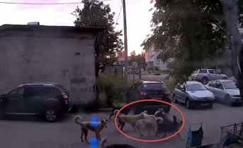 Зверская жестокость в центре города напугала северян в Мурманской области Агрессивные собаки