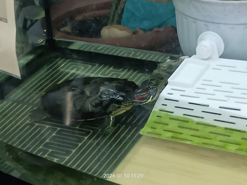 Черепашка ищет новый дом в Мурманске черепаха