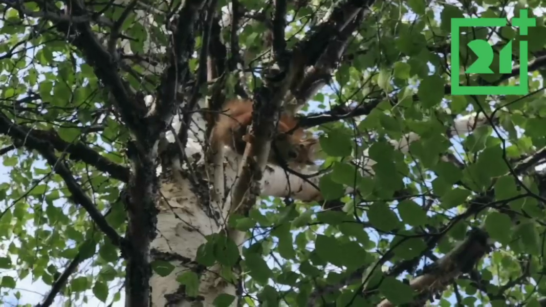 Милое видео с животными в Мурманской области Белочка