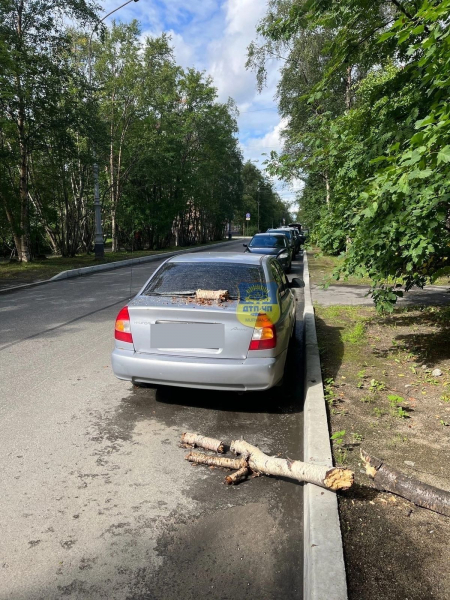 На автомобиль в Мурманске рухнуло дерево Дерево рухнуло