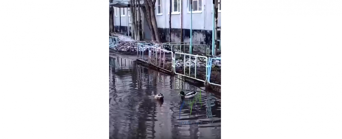 В огромной луже во дворе Мурманска поселились утки Утки