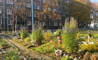 Детская площадка в Мурманске заросла смертельно опасным растением Ядовитое растение