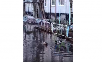 В огромной луже во дворе Мурманска поселились утки Утки