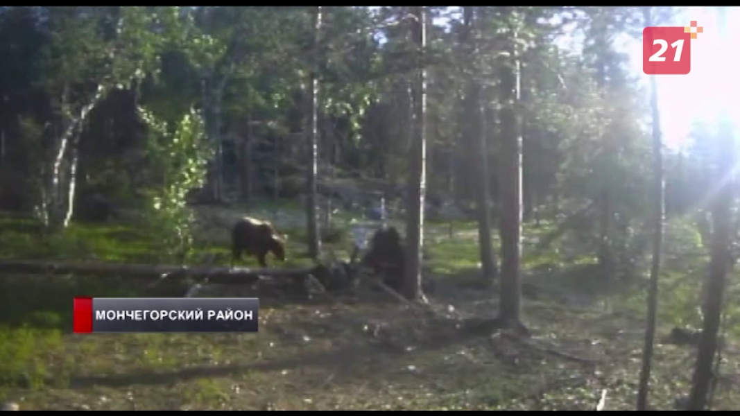 В Мурманской области заметили худых медведицу с медвежонком Медведи