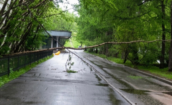 В центре Мурманска упало дерево Дерево