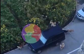 Стая собак поселилась на детской площадке в Кандалакше Бродячие собаки