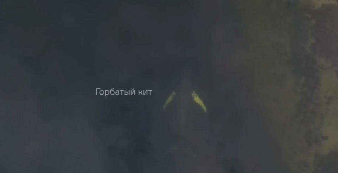 Невероятное событие произошло в Мурманской области Кит