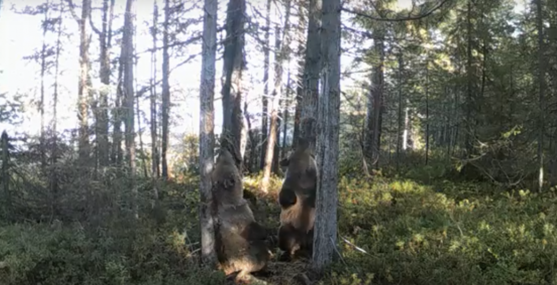 Танцующих медвежат сняли на видео в Мурманской области Медвежата
