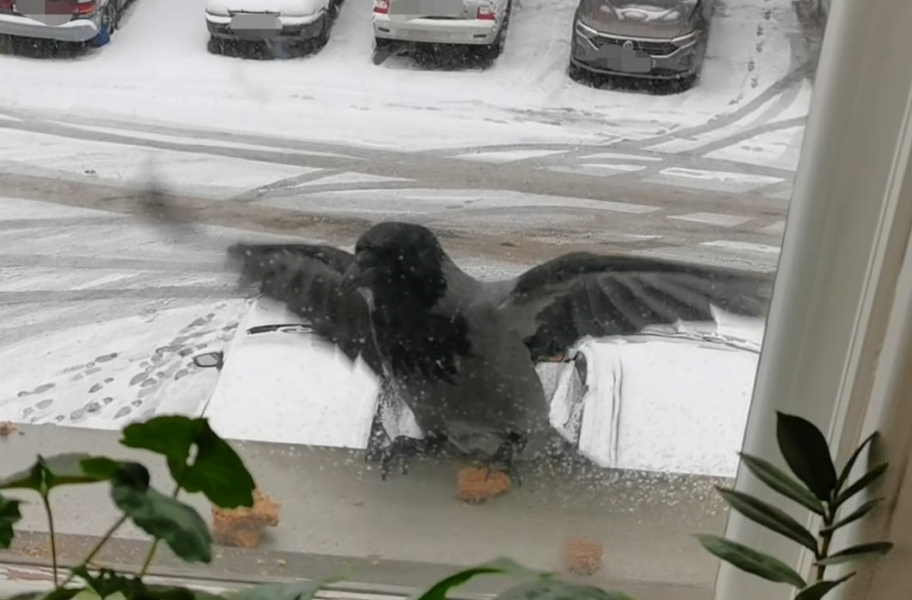 Ворона