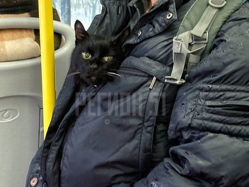 Необычный пассажир в автобусе повеселил северян в Мурманске Кот