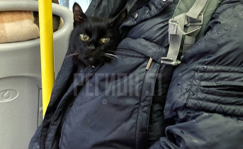 Необычный пассажир в автобусе повеселил северян в Мурманске Кот