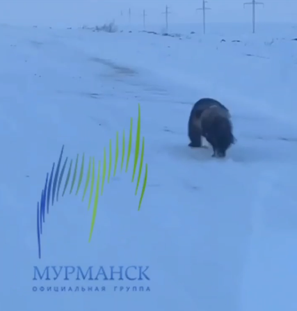 Самый опасный зверь Росомаха