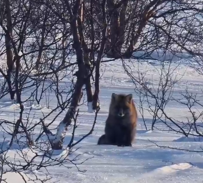 Лиса