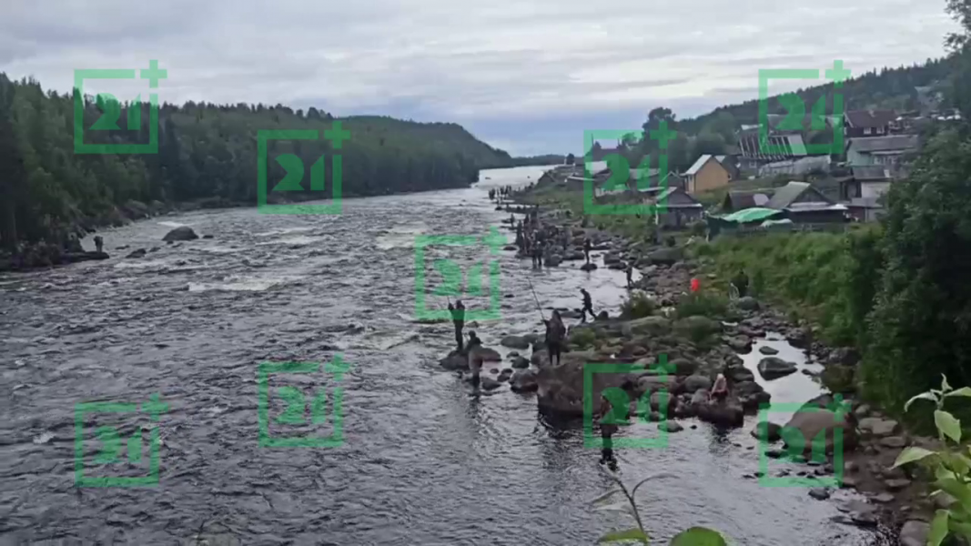 Лов горбуши в Мурманской области Горбуша