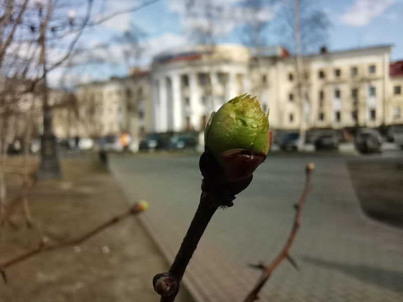 Погода в Мурманской области Ветка