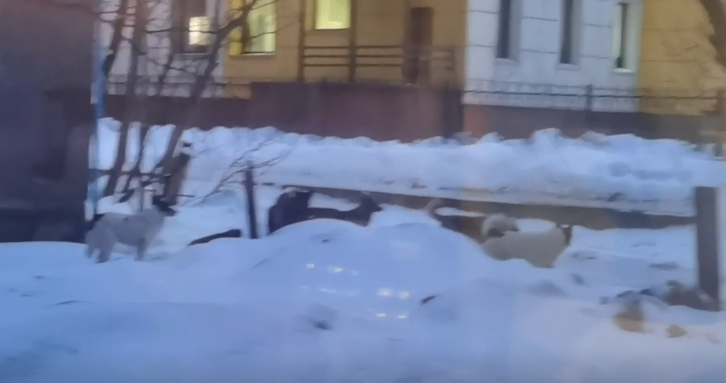 Стая собак