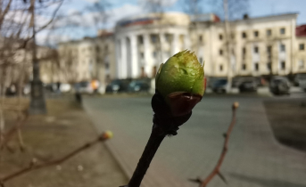 Погода в Мурманской области Ветка