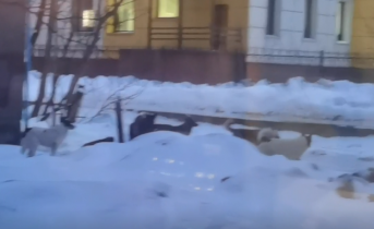 Стая собак