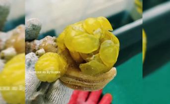 Морское чудо Ракушка
