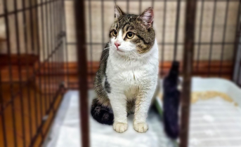 Кошка