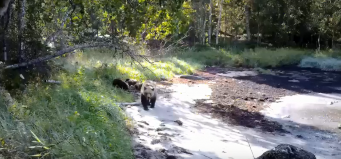 Семейство медведей сняли на видео в Мурманской области Медведь