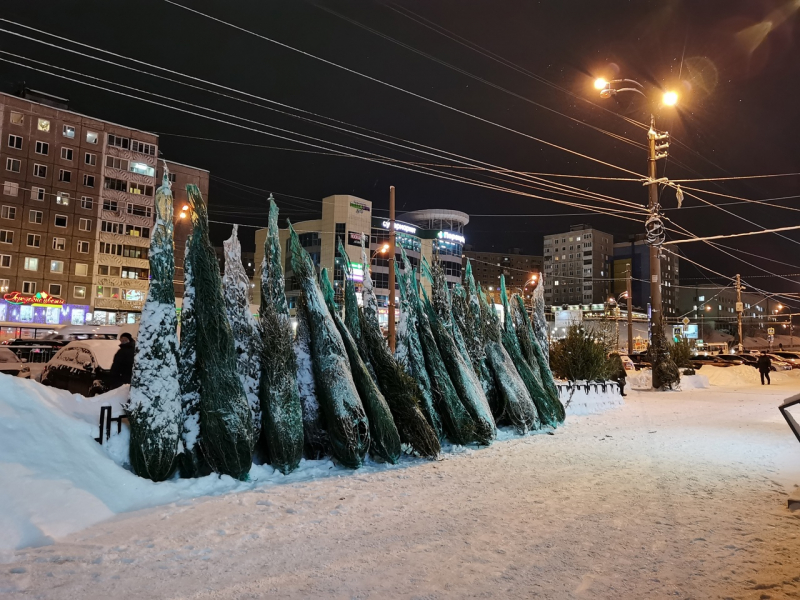 Базары в Мурманске вызвали интерес у северян Елки
