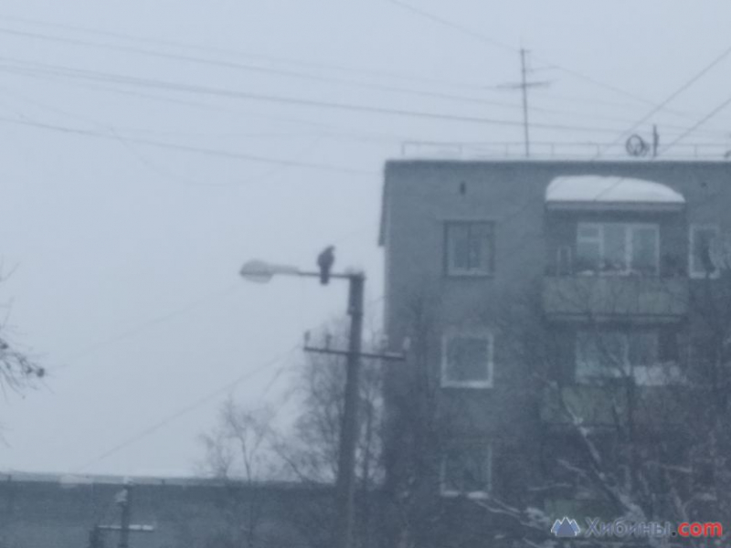 Хищник