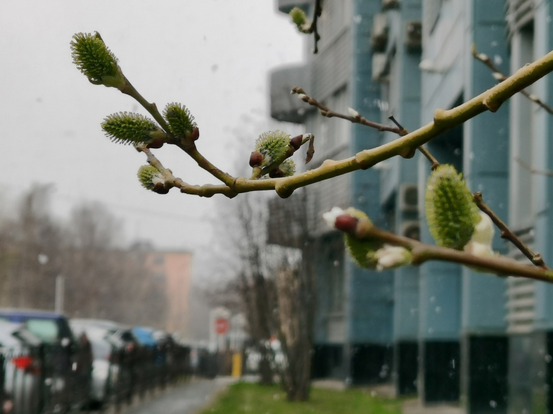 Погода преподнесет северянам неприятный сюрприз Верба