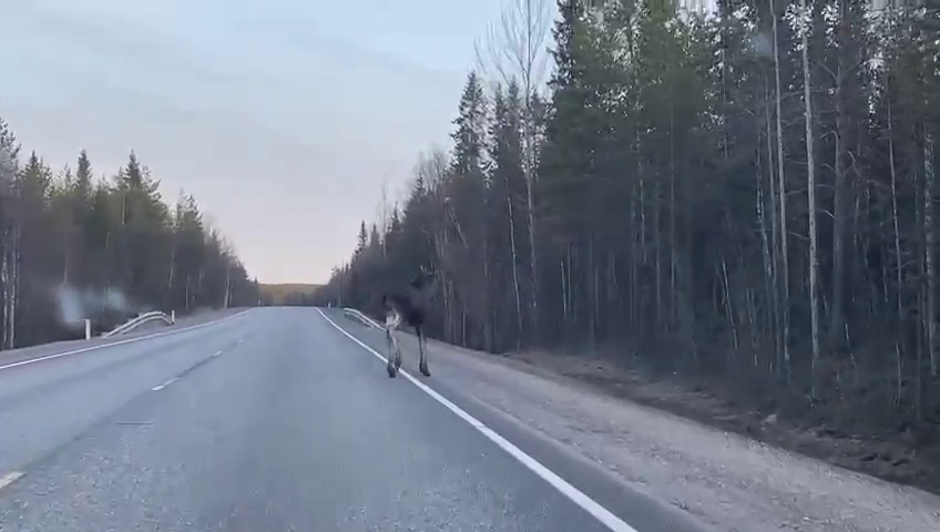 Дикое животное выбежало перед машиной на трассе в Мурманской области Лось