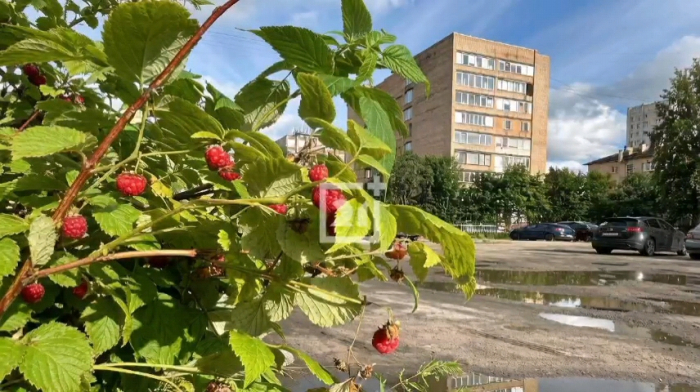 Сладкая и вкусная. Малиновый урожай в центре Мурманска Малина