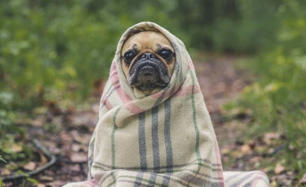 В Мурманской области ожидаются сильные заморозки после дождей Собака