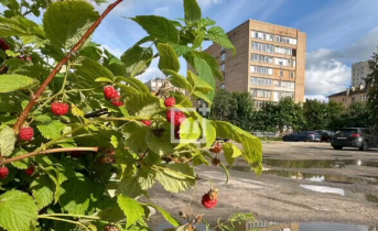 Сладкая и вкусная. Малиновый урожай в центре Мурманска Малина