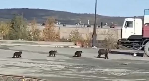 Медвежье семейство в Мурманской области попало на видео Медведи