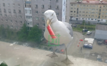 Чайка