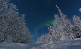 Лес