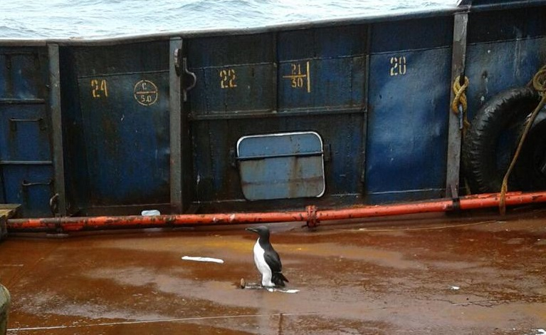 Мурманские рыбаки подобрали в Баренцевом море необычного пассажира, фото Палуба
