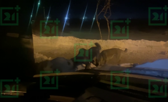 Собаки окружили автомобиль девушки в Мурманске Агрессивные собаки