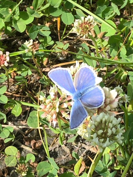 Необычная бабочка Бабочка