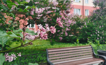 Синоптики рассказали о погоде в Мурманской области Сирень
