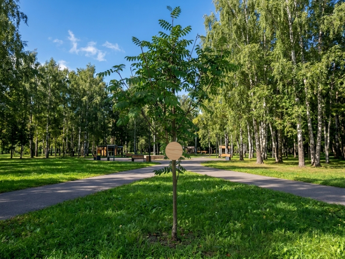 Дерево